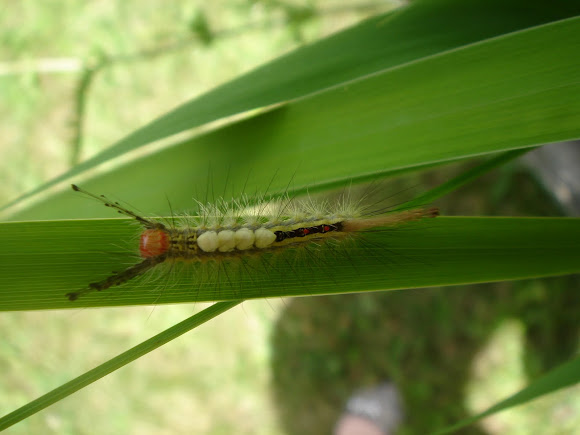 Spotting Image 1