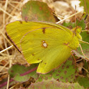 Common Clouded Yellow