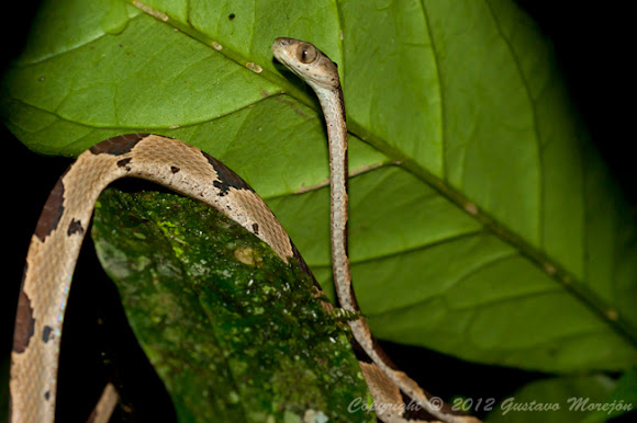 Spotting Image 1