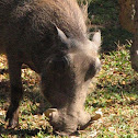 Warthog