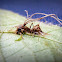 Cordyceps
