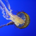 Sea Nettles