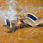 Pato real-femea,Wild Duck-female
