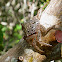 Mangrove Tree Crab