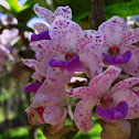 Orquídea