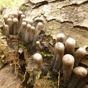 Devil's Urn(immature)
