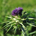 Milk thistle 