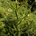 Monkey-Puzzle Tree