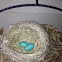 Robin Eggs