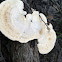 Trametes