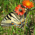 Eastern Tiger Swallowtail