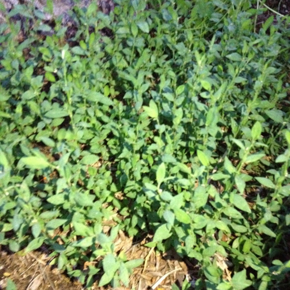 Spotting Image 1