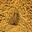 Moth