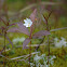 Chickweed wintergreen