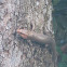 Broad-Headed Skink