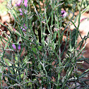 Devils Backbone Plant or Zig Zag Plant