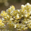 flowering tree