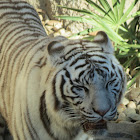 Tigre (Tiger)