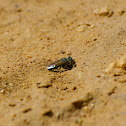 Sand Wasp