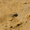 Sand Wasp