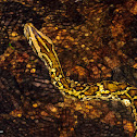 Burmese Python