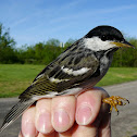 Blackpoll Warbler