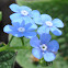 Everblooming Forget-Me-Not