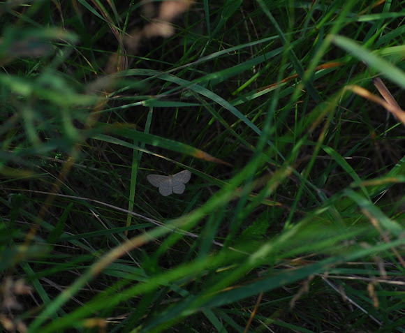 Spotting Image 1