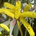 Sallow Wattle
