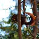 Red Bush Squirrel