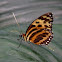 Harmonia Tiger or Harmonia Tigerwing