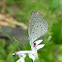 Pygmy Grass Blue?