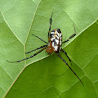 Pear-Shaped Leucauge Spider