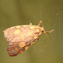 Lithosiinid tigermoth