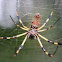 Banana Spider