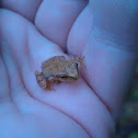 Spring Peeper