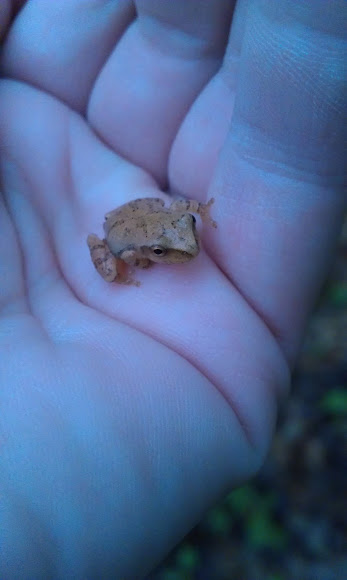 Spotting Image 1