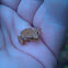 Spring Peeper
