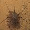 Two Tailed Spider