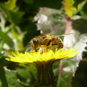 Mosca Abelha