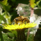 Mosca Abelha