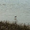 Sand piper