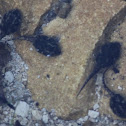 Tadpoles