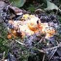Lobster Mushroom