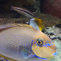 big nose unicor fish