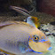 big nose unicor fish