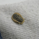 Soft Tick