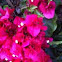 Bougainvillea
