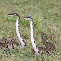 Ball Python