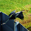 Snake Bird (Anhinga)